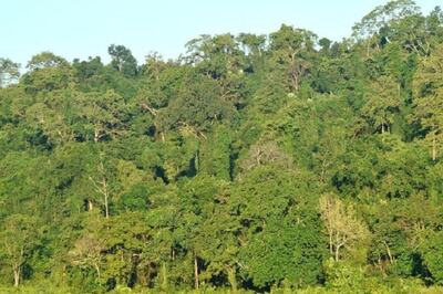 Assam to Upgrade Dehing Patkai Forest to National Park, Environmentalists Push for Area Expansion