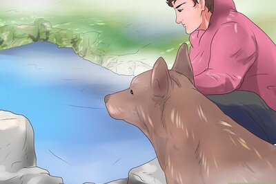 How to Bond With Your Dog
