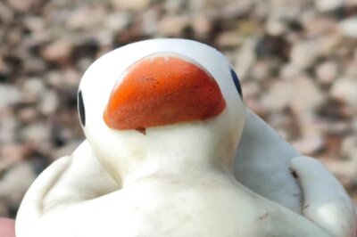 18 Years Later, 'World Record' Rubber Duck Surfaces On Shore