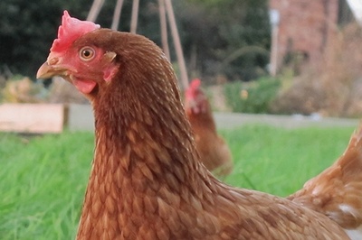 Teenager Arrested on Bestiality Charge in Pakistan's Punjab Province