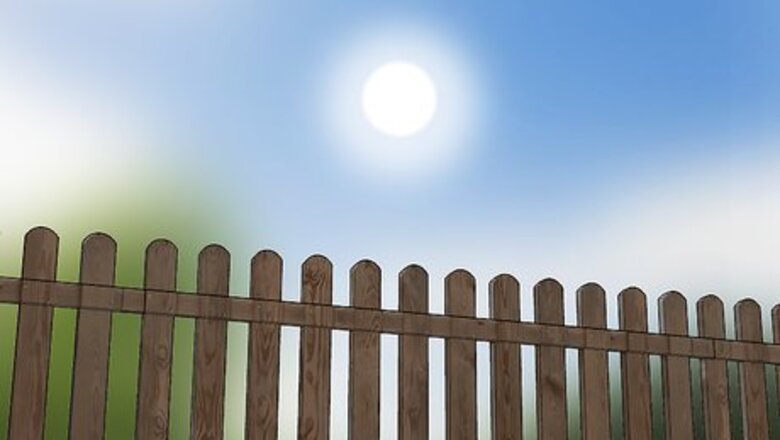 How to Grow African Daisy (Arctotis)