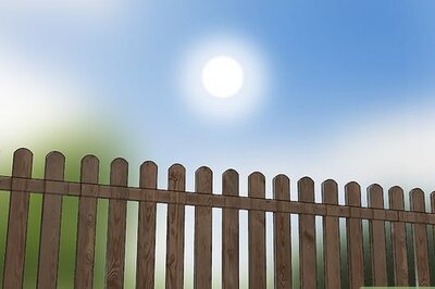 How to Grow African Daisy (Arctotis)