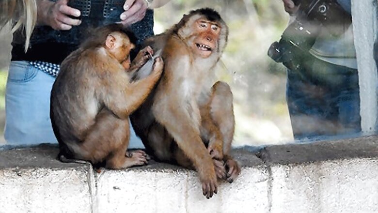 Monkeys Drop Crude Bombs on 3 in UP, 5-Year-Old Boy Sustains Serious Burn Injuries