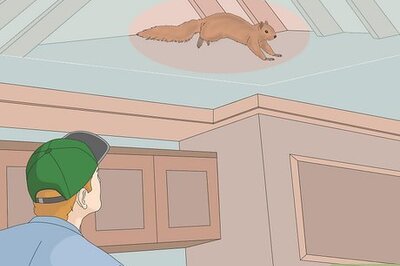 Do You Have Animals in Your Walls? Dealing with Animals in Your Walls or Attic