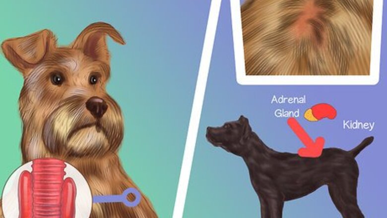 How to Diagnose Endocrine Disorders in Senior Dogs