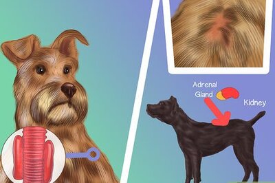 How to Diagnose Endocrine Disorders in Senior Dogs