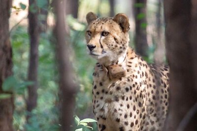Cheetahs Have Shown Ability to Survive in India, But More Setbacks Likely, Says Namibia-based CCF