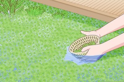How to Grow Duckweed for Food