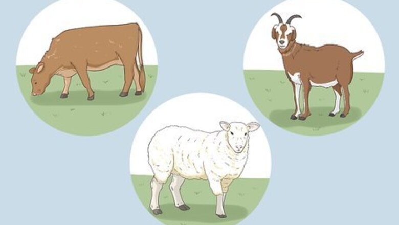 How to Keep Kosher