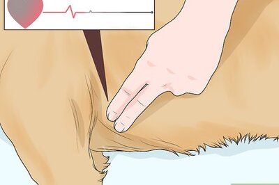 How to Determine if Your Dog Has Passed Away