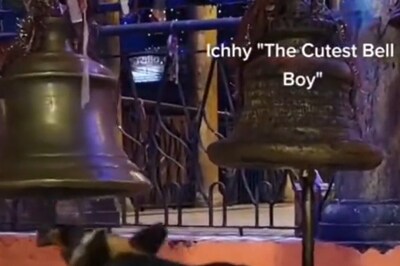 Heartwarming Video of Dog Ringing a Temple Bell is Pure Joy