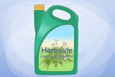 How to Get Rid of Ivy