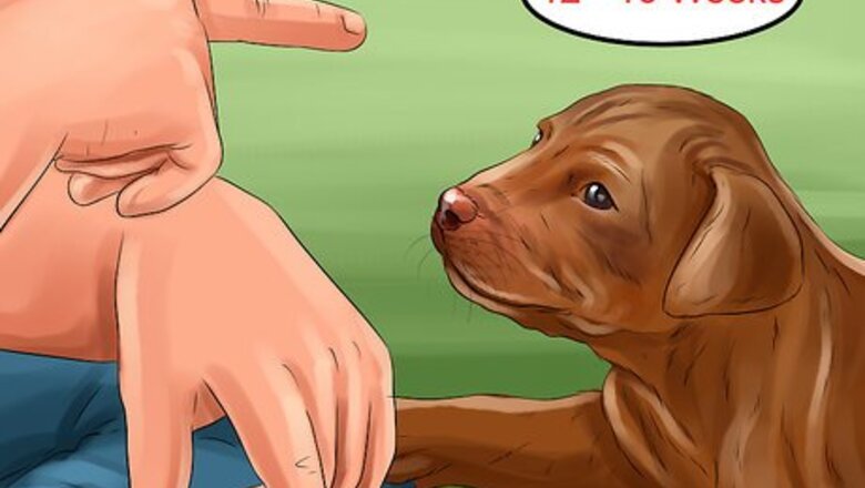 How to Introduce Training to a New Puppy
