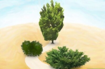 How to Plant Juniper