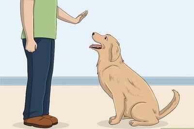 How to Train a Dog to Be Less Reactive
