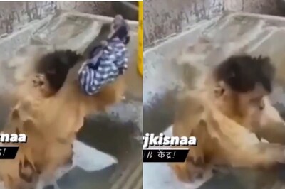 WATCH: Monkey Washes Clothes Like an Expert, Leaves Internet in Splits
