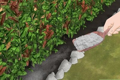 How to Keep Raccoons Out of the Garden