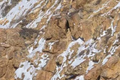 Spot The Mountain Snow Leopard In This Image; You've 10 Seconds