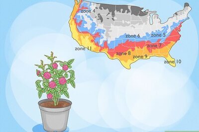 How to Grow Miniature Roses
