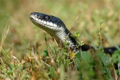 Odisha: Man bites cobra to death