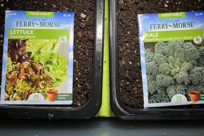 How to Use a DIY Self‐Watering Tub for Seed Germination