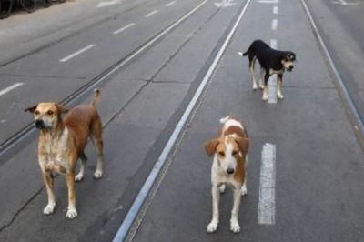 Dog Burnt Alive in Chhattisgarh's Raipur, Unidentified Persons Booked