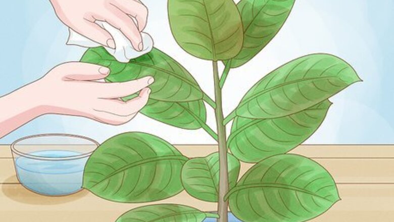 How to Clean Plant Leaves