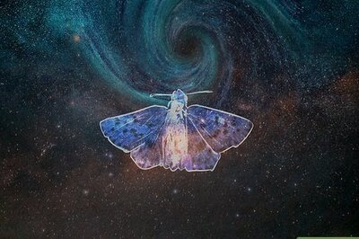 What Does a Moth Symbolize?