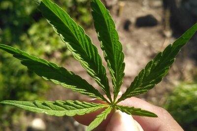 Cannabis Storefronts Open in Canadian Retail Markets Six Months After Legalisation