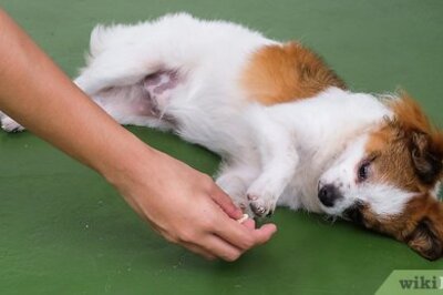 How to Train Your Dog to Roll Over