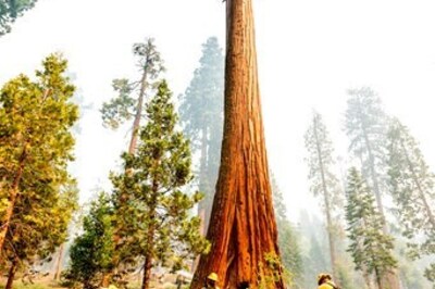 Thousands Fight Wildfires Threatening California's Sequoias