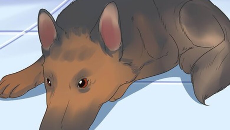 How to Diagnose Epilepsy in German Shepherds