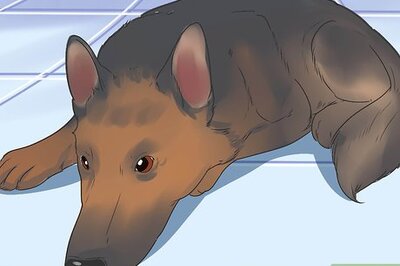 How to Diagnose Epilepsy in German Shepherds