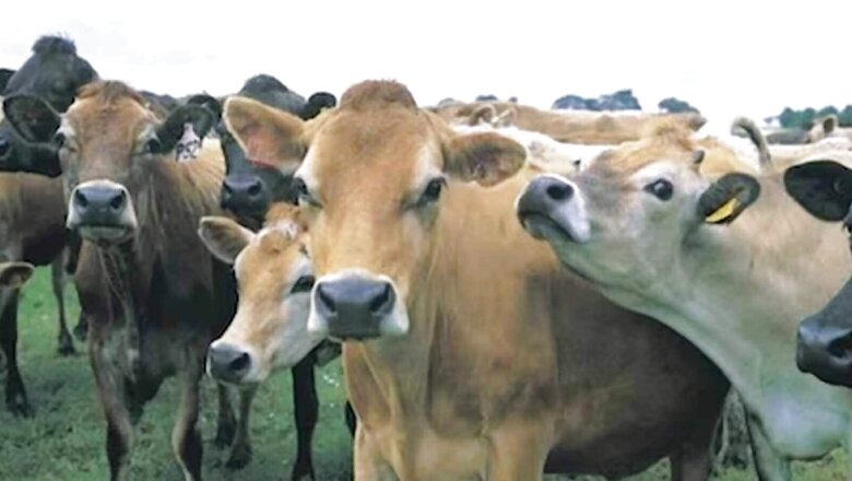 HC Asks Centre, Delhi Govt to Respond to Plea Seeking Separate Cow Protection Cell