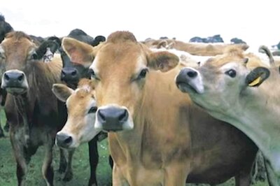 HC Asks Centre, Delhi Govt to Respond to Plea Seeking Separate Cow Protection Cell