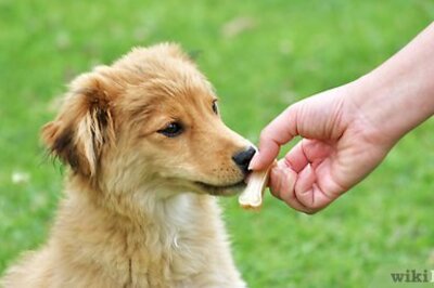 How to Discipline Your Puppy