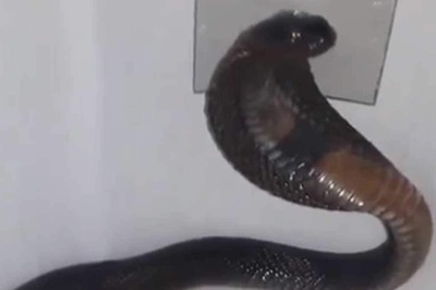 Watch: Rajasthan Family Discovers King Cobra Inside Washing Machine