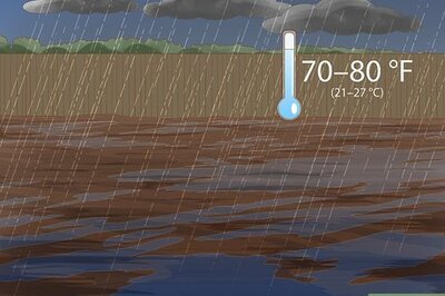 How to Care for an Echinacea Plant