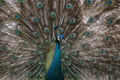 Twitter has 'Tears' of Laughter, After HC Judge Claims Peacock is 'Celibate'