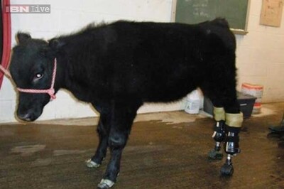 5,000 buffaloes slaughtered during Nepal religious festival