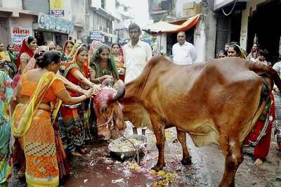 Soon, You Can Buy Cow Urine, Dung-based Soaps, Face Packs on Amazon