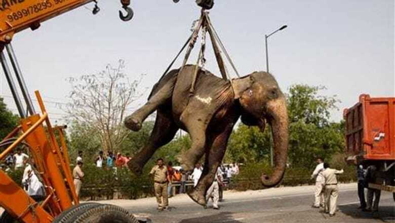 Noida: Elephant dies after being hit by a truck