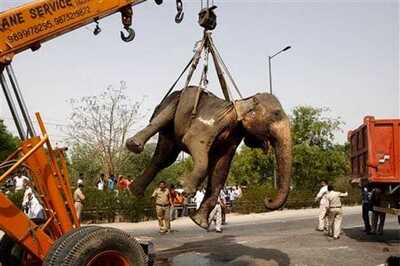 Noida: Elephant dies after being hit by a truck