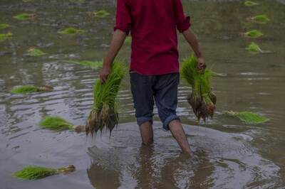 Govt Procures Paddy Worth Rs 92,121 Crore So Far at MSP; Purchase in Volume Terms Up 25%