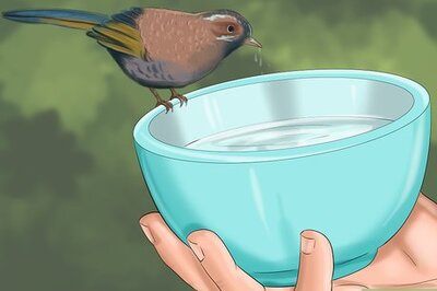How to Make Baby Bird Rescue Food