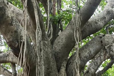 In Andhra Pradesh's Thirumala Village, This 100-year-old Banyan Tree Still Stands Tall