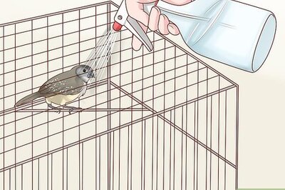 How to Keep Finches Groomed