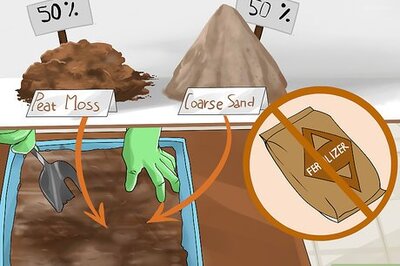 How to Grow Sarracenia (North American Pitcher Plants)