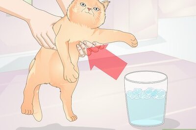 How to Keep Cats from Drinking Out of Glasses