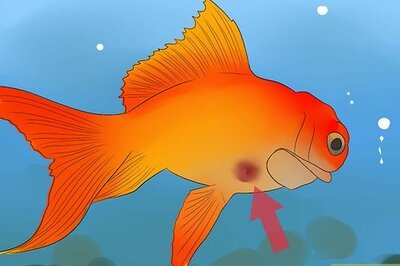 How to Cure Flukes in Goldfish